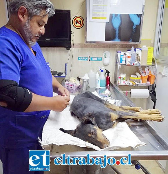El perrito fue atendido en la Veterinaria Alcántara de San Felipe. (Fotografía: Ricardo Herrera Fernández).