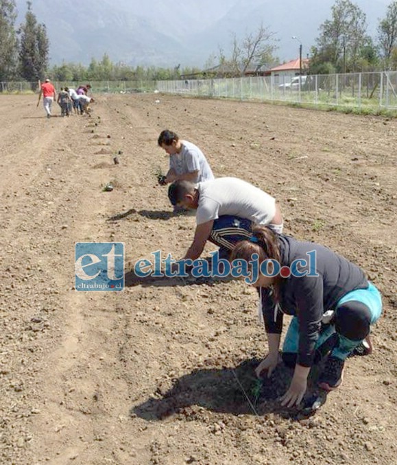 ES SU TERRENO.- Aquí vemos a los propios socios del club, plantando césped y cuidando lo que tanto les ha costado obtener.