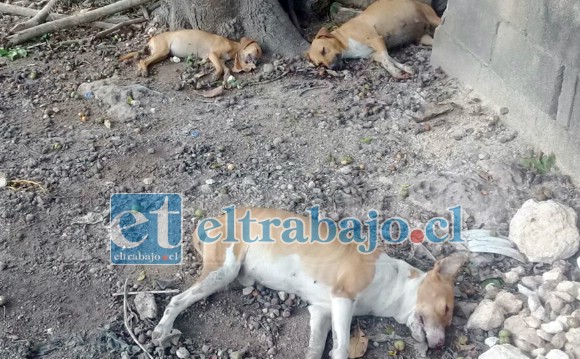 La muerte de los animales quedó al descubierto durante la tarde del pasado martes, cuando habitantes del sector encontrar una gran cantidad de canes agonizando tras comer carne con pesticidas.