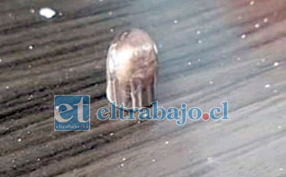 La bala que se encontró en Villa Las Acacias Tercera Etapa.
