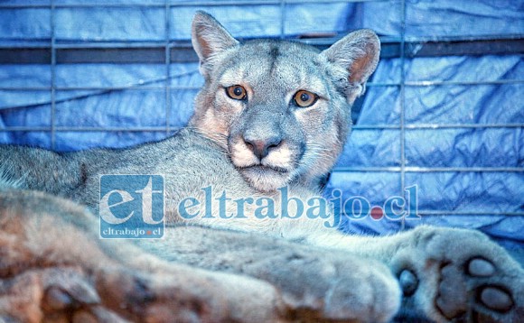 La imagen que impactó del puma herido a bala en el sector de la cuesta Las Chilcas.