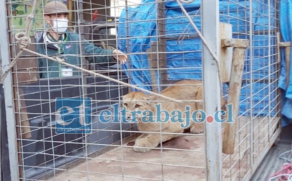 El puma herido en la jaula al momento de bajarlo en el Zoológico Nacional en Santiago.