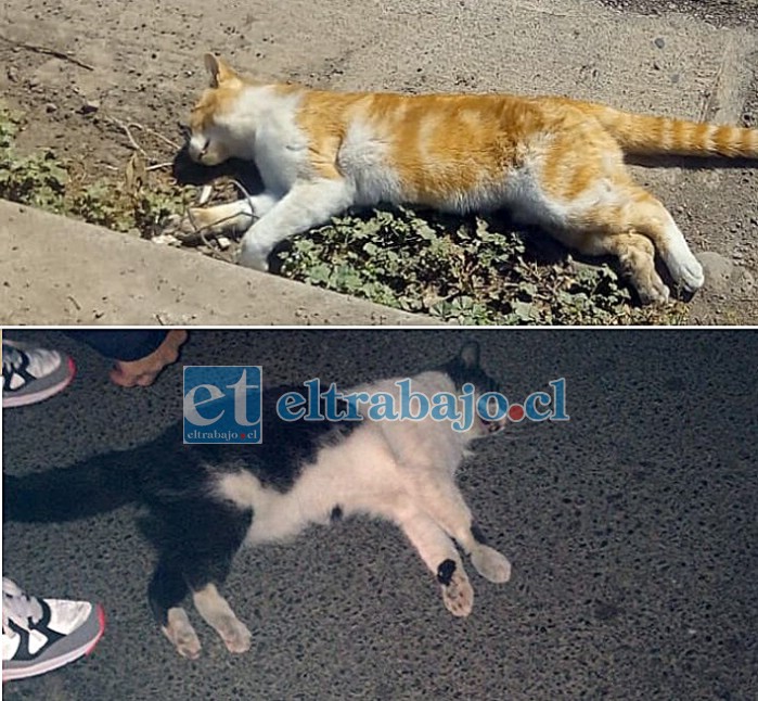 TODOS EN PELIGRO.- Estos dos gatos agotaron sus Siete Vidas intentando cruzar Avenida Chile, ¿y si fuese un niño?