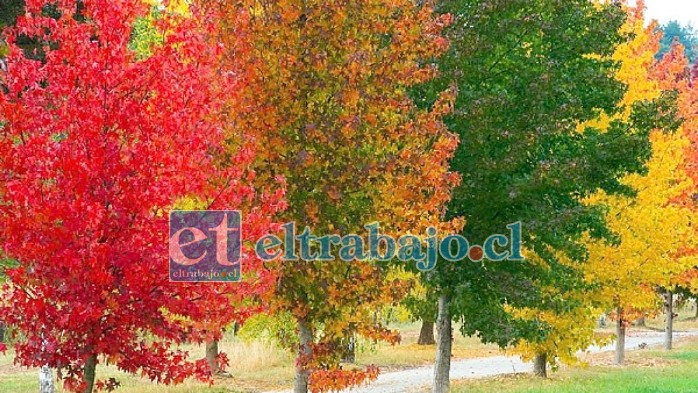 El liquidámbar es un árbol muy decorativo, principalmente por su follaje naranjorojizo en otoño, su tronco que presenta una corteza con profundas hendiduras y su fruto que aparece luego de la caída de sus hojas.