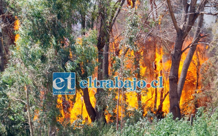BOSQUE DESTRUIDO.- El bosque que está frente a la vivienda siniestrada, a unos 200 metros de distancia, también fue arrasado por las llamas.