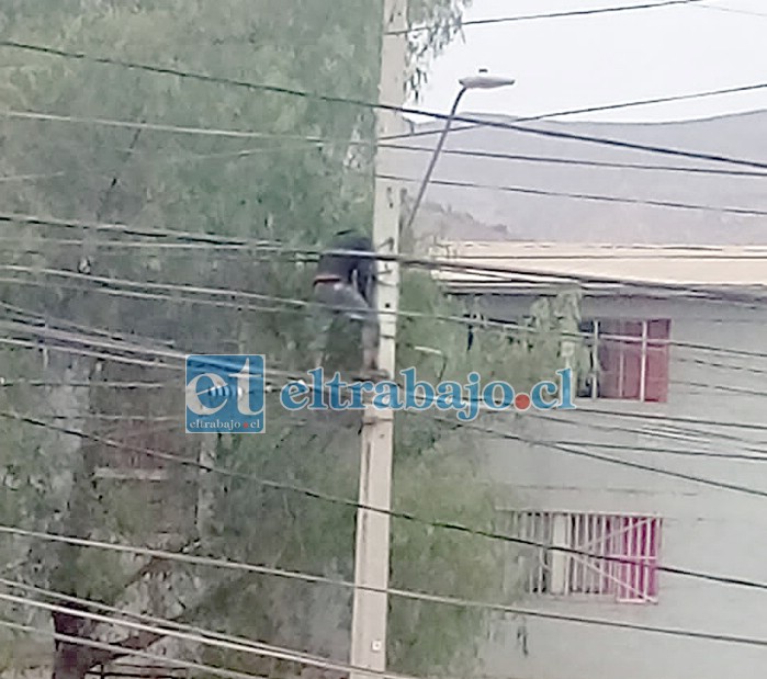 Acá se aprecia al sujeto arriba del poste efectuando las conexiones.